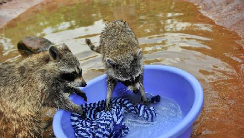 每家都有一个宝贝,每家都有的宝贝