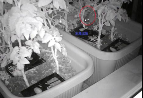 阳台种菜被老鼠偷吃怎么办,成熟的西红柿如何防止被老鼠吃掉