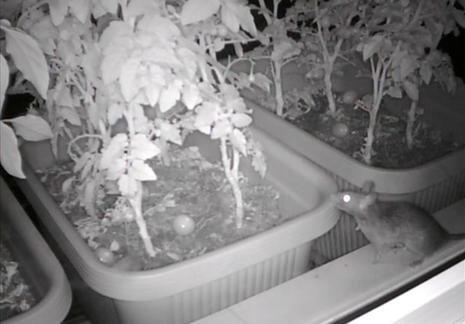 阳台种菜被老鼠偷吃怎么办,成熟的西红柿如何防止被老鼠吃掉