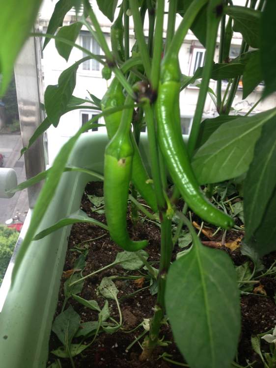 阳台种菜被老鼠偷吃怎么办,成熟的西红柿如何防止被老鼠吃掉