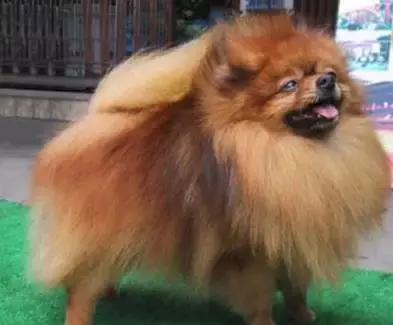 博美犬傲娇,公开课小狐狸请客