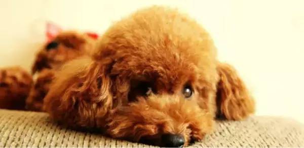 各种狗的身价排行榜,宠物狗什么狗最便宜还好看