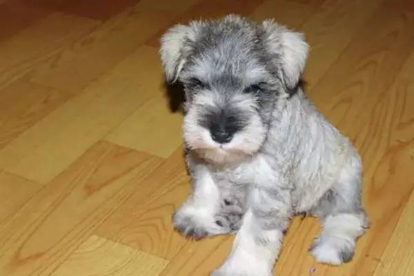 各种狗的身价排行榜,宠物狗什么狗最便宜还好看