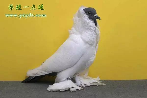 观赏鸽养殖赚钱吗,观赏鸽养殖市场前景分析