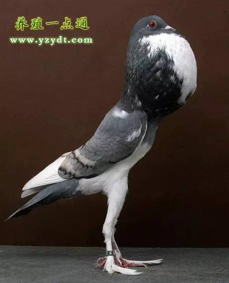 观赏鸽养殖赚钱吗,观赏鸽养殖市场前景分析