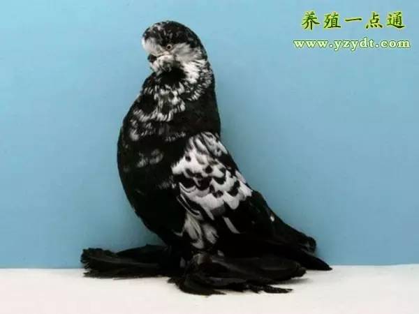 观赏鸽养殖赚钱吗,观赏鸽养殖市场前景分析