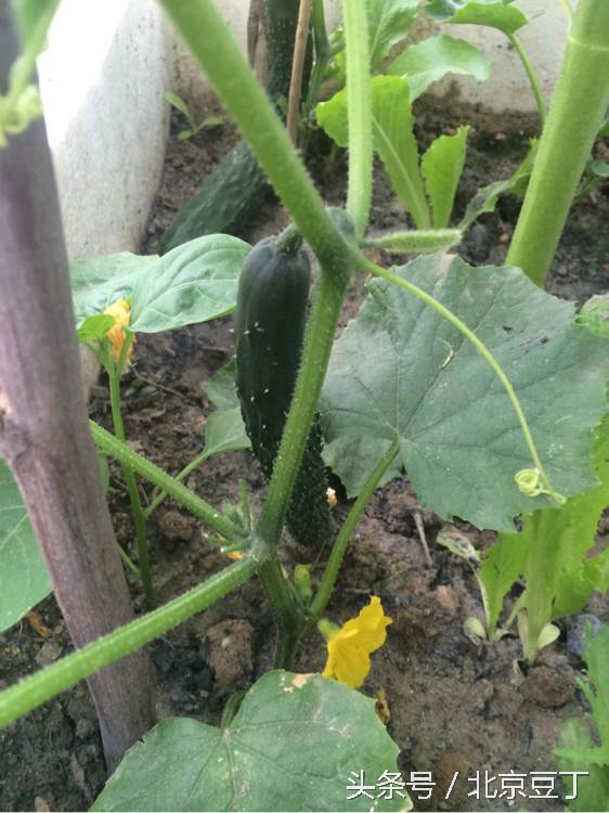 楼顶用瓷砖建菜池步骤,楼顶种菜池