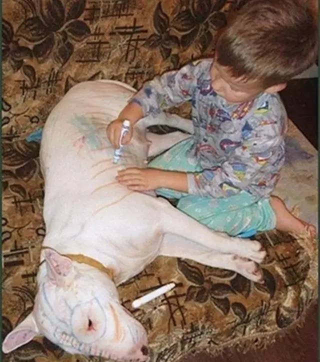 生个孩子养只猫和狗,生个孩子养只狗