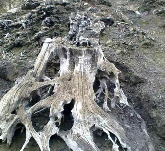 老树根自制茶台图片,绿化带捡的普通树根做茶台