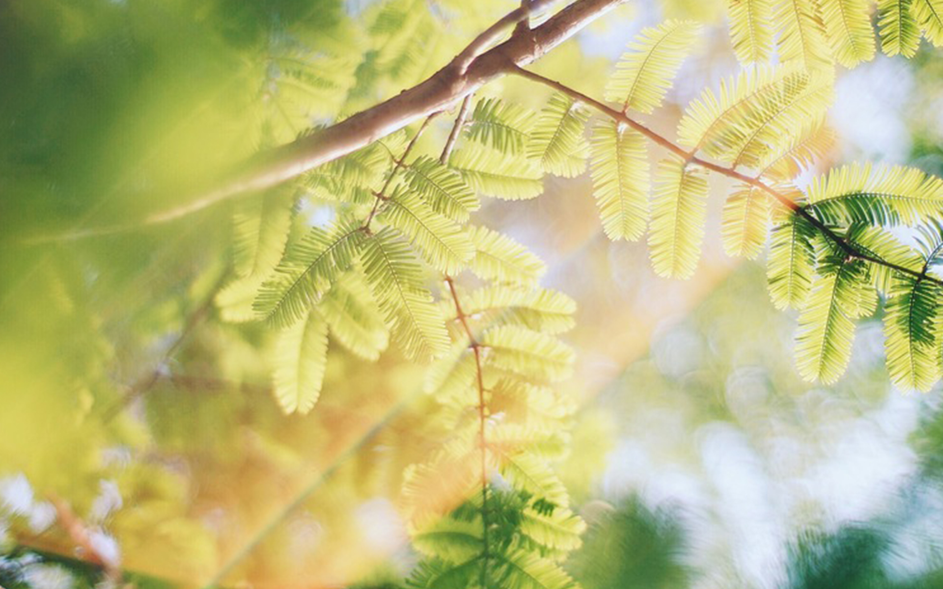爱情语录倘若能够忘却我愿携爱而行