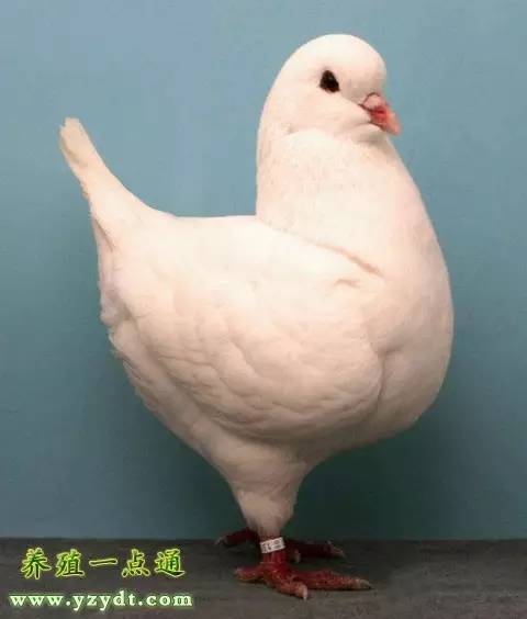 观赏鸽养殖赚钱吗,观赏鸽养殖市场前景分析