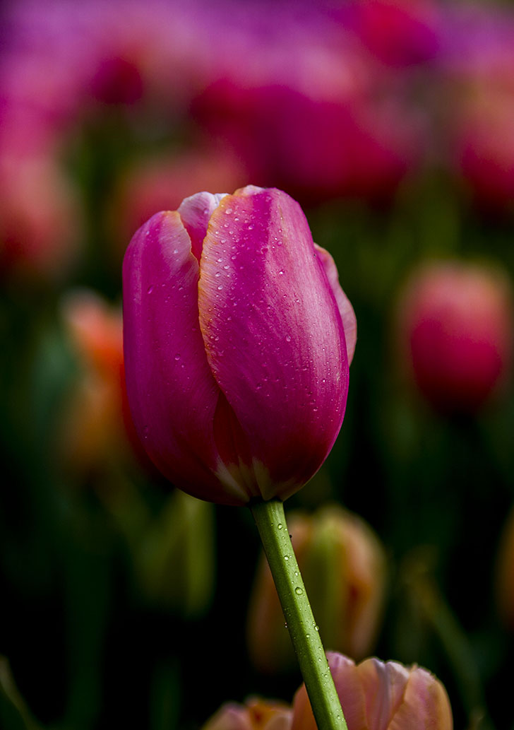 慈禧的化妆品讲究,慈禧太后用的胭脂是什么