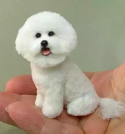 养在指尖的小萌物，哪一只会想让你抱回家？