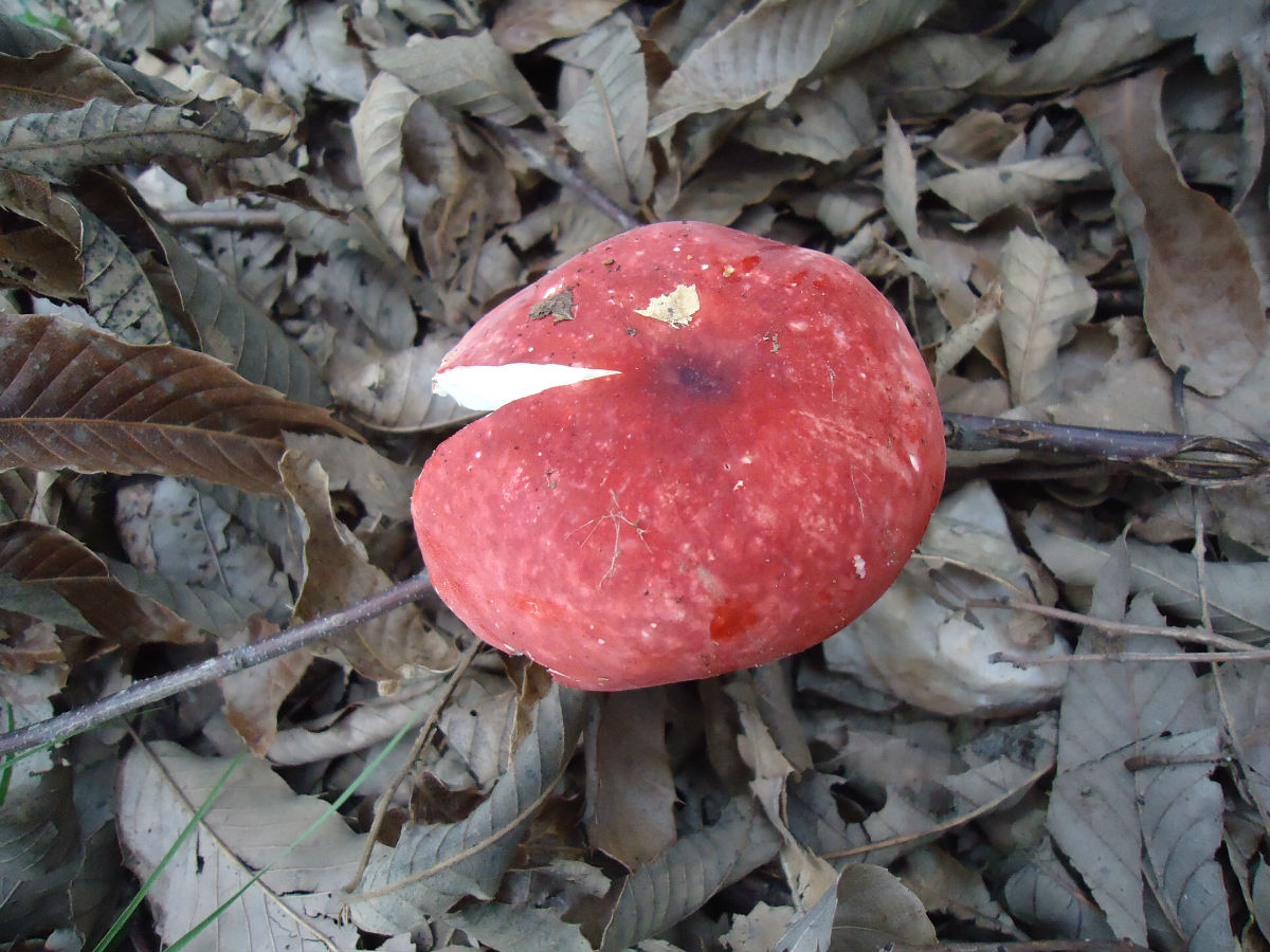 纯天然蘑菇来自大自然的馈赠,大山的馈赠纯天然野生蘑菇