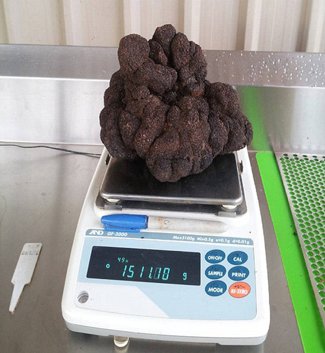 常吃松露巧克力，确不知道真正的松露长这样，被称为免疫之王