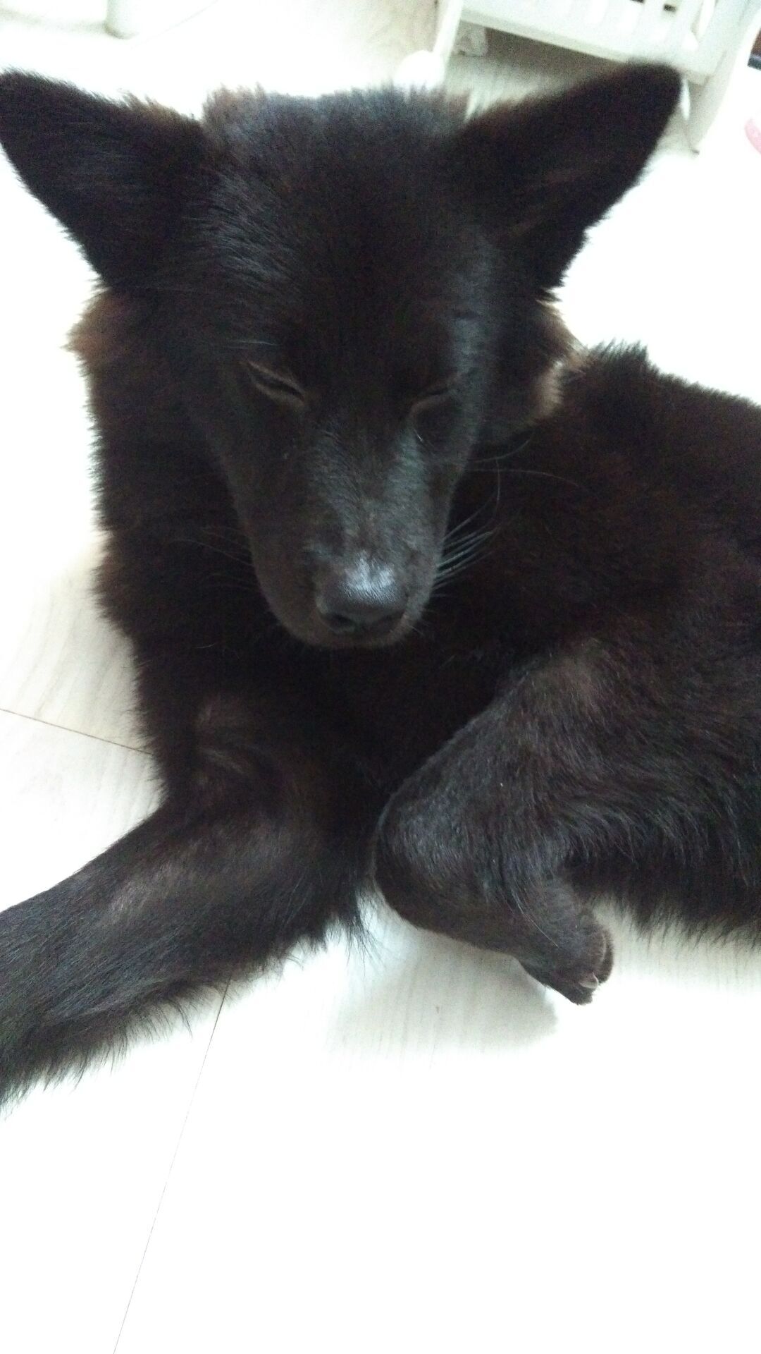 狗狗吃火腿肠包装袋能拉出来吗,狗狗把火腿肠的皮和环吞了怎么办