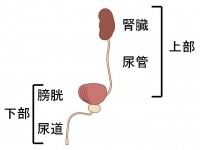 尿道感染怎么办控制不了尿,尿道感染的危害