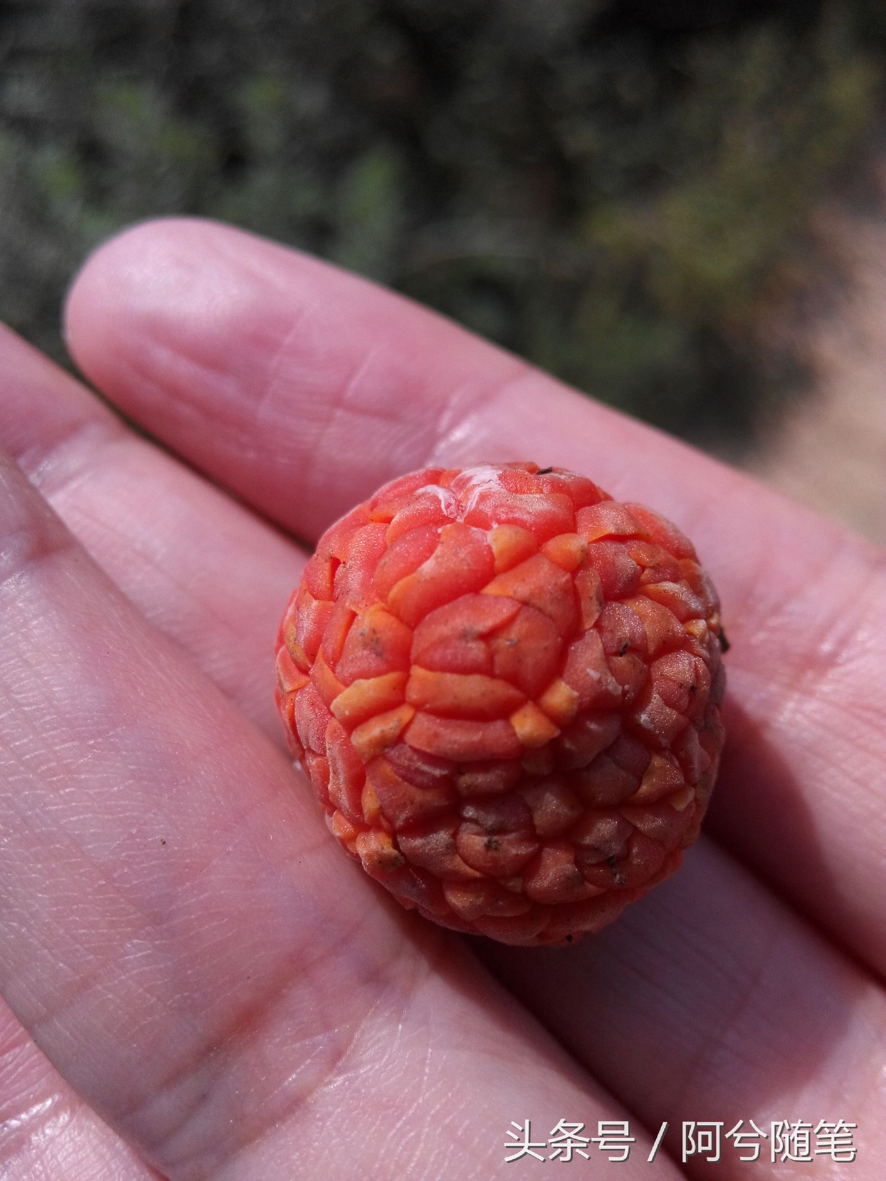 农村人称“战战棘子”的植物，民间用来治肺癌~|阿兮随笔