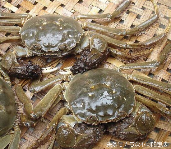 公螃蟹或者母螃蟹要怎么挑选,怎么挑公螃蟹和母螃蟹