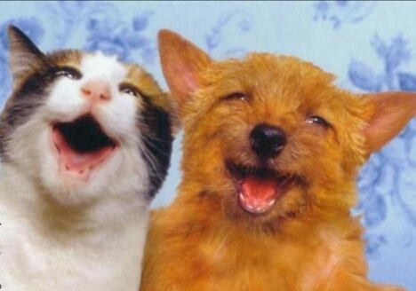 动物配文字搞笑图片,动物搞笑片段大全爆笑