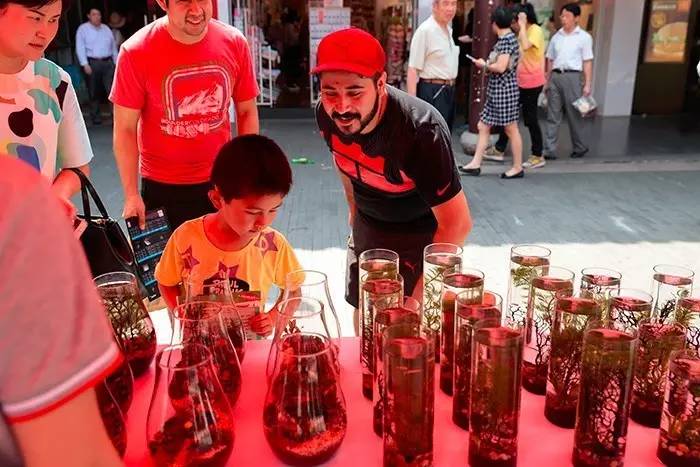 跟红斑马鱼一样好养的小热带鱼,红斑马鱼的正确养殖方法