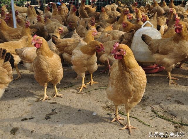 怎么防治鸡产蛋不下症,鸡产蛋期怎么用药