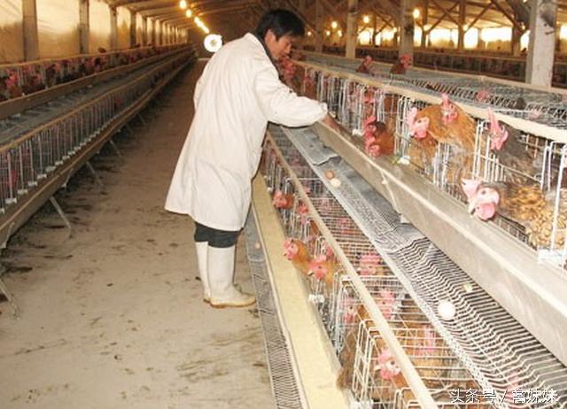 怎么防治鸡产蛋不下症,鸡产蛋期怎么用药