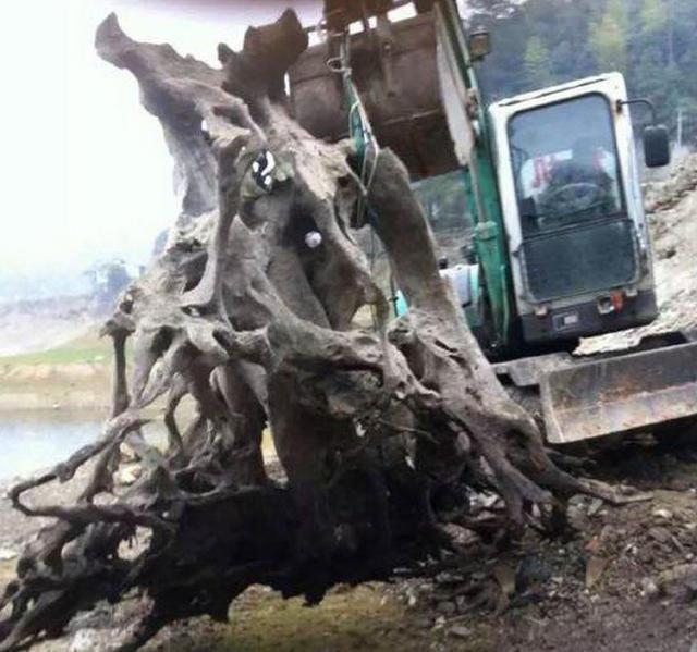 老树根自制茶台图片,绿化带捡的普通树根做茶台