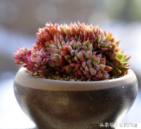 讲解多肉种植及养护知识简短,种多肉常识