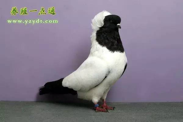 观赏鸽养殖赚钱吗,观赏鸽养殖市场前景分析