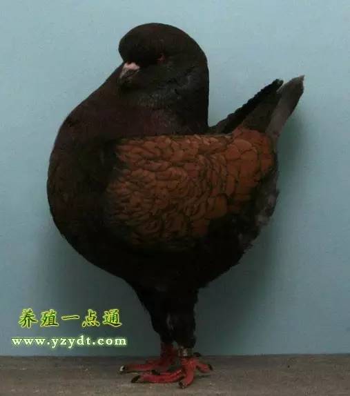 观赏鸽养殖赚钱吗,观赏鸽养殖市场前景分析