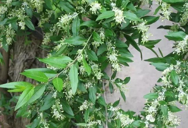 郑和下西洋带回祥瑞麒麟,郑和下西洋带回的植物