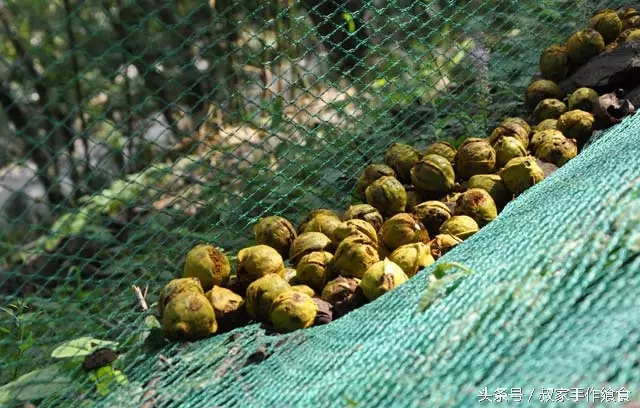 “绩溪大帝国”的英雄,爸妈喊你回家打山核桃啦