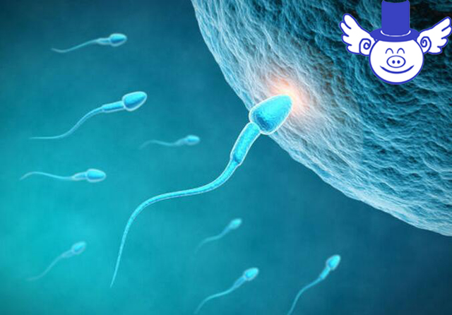 如何判断种公猪精液品质?异味过重的精液不能拿来人工授精!