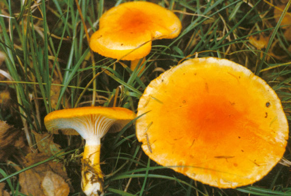 纯天然蘑菇来自大自然的馈赠,大山的馈赠纯天然野生蘑菇