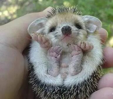 养在指尖的小萌物，哪一只会想让你抱回家？