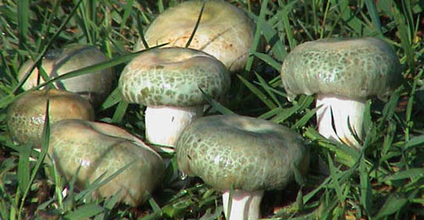 纯天然蘑菇来自大自然的馈赠,大山的馈赠纯天然野生蘑菇