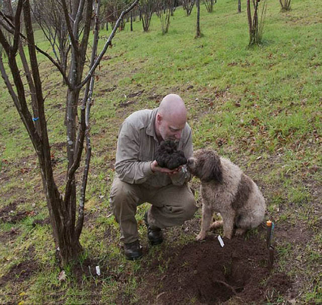 常吃松露巧克力，确不知道真正的松露长这样，被称为免疫之王