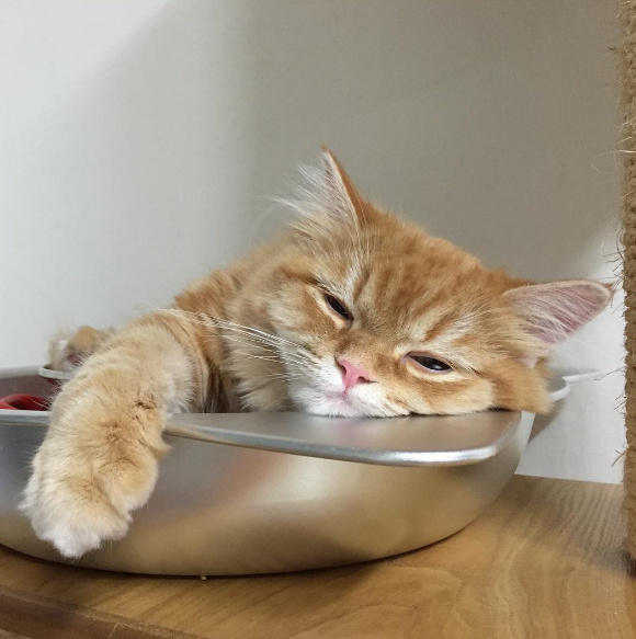 猫咪头上带了个粉色蝴蝶结表情包,狗狗控萌图视频