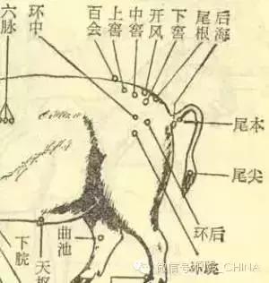 图文详解：猪的全部注射给药方法和注意事项