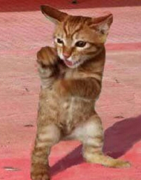 动物配文字搞笑图片,动物搞笑片段大全爆笑