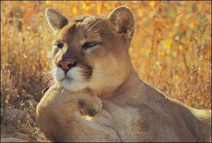 动物配文字搞笑图片,动物搞笑片段大全爆笑