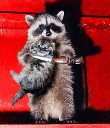 动物配文字搞笑图片,动物搞笑片段大全爆笑