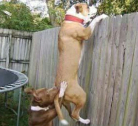 动物配文字搞笑图片,动物搞笑片段大全爆笑