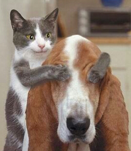 动物配文字搞笑图片,动物搞笑片段大全爆笑