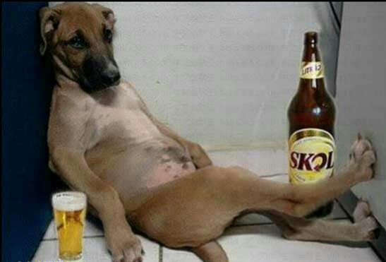 动物配文字搞笑图片,动物搞笑片段大全爆笑