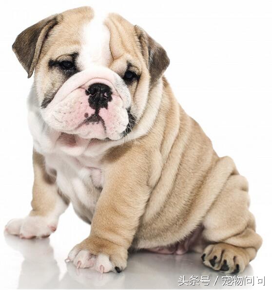 狗狗一直咬尾巴根部的处理办法,狗狗把尾巴咬出血还在继续咬