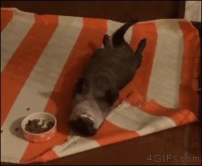 内德看英超微博,内德专栏新赛季看曼联什么