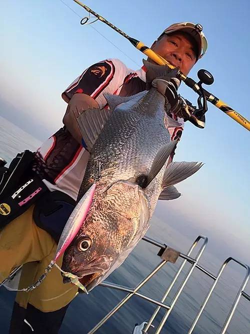 赤嘴鳘野生和养殖的区别,如何辨别野生赤嘴鳘