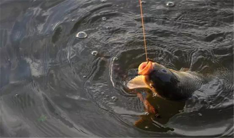 老钓友深入分析黑坑垂钓技巧,黑坑钓鱼高手分享经验